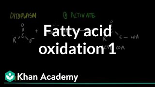 Fatty Acid Oxidation  Part I [upl. by Grizel]