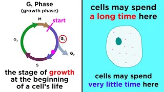 The Cell Cycle and its Regulation [upl. by Ronal143]