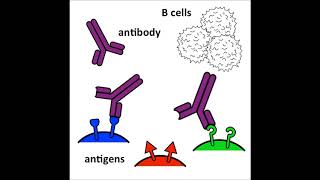 Antibodies  an introduction [upl. by Enomyar]