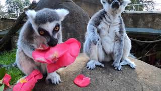 RingTailed Lemurs Snack On Flowers [upl. by Onaled]