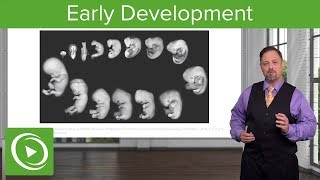 Embryology Introduction amp Early Stages  Lecturio [upl. by Allemahs]