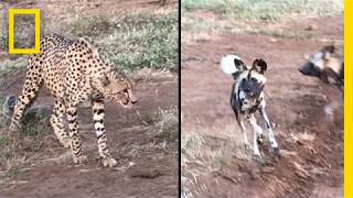 Cheetahs vs Wild Dogs Who Will Win This Food Fight  National Geographic [upl. by Auohp]