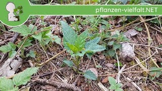 Knotige Braunwurz  Erste Boten  160418 Scrophularia nodosa  WildpflanzenBestimmung [upl. by Asital]