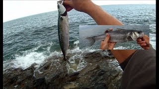 Shore Fishing  SPINNING from the Rocks  Targeting MACKEREL and BASS [upl. by Assetan]