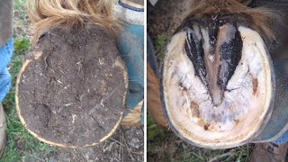 Horse Hoof RESTORATION  Satisfying  HORSE HOOF TRIMMING [upl. by Onder]