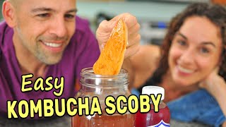 Making a Kombucha Scoby from Scratch SPOILER Its super easy [upl. by Torie]