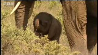 One day old baby elephant  BBC Animals [upl. by Omrellig]