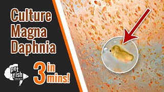 How to culture DAPHNIA MAGNA  The easy way [upl. by Natehc]