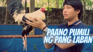 Paano Pumili ng Manok Panabong  Tips in Selection [upl. by Assirok]