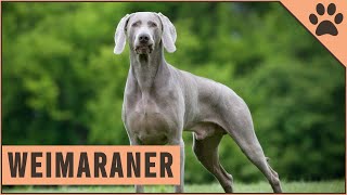 Weimaraner  All About The Dog Breed [upl. by Adnamal]