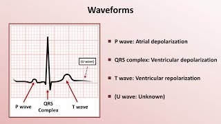 Intro to EKG Interpretation  Waveforms Segments and Intervals [upl. by Scheld900]