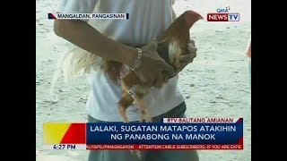 Lalaki sugatan matapos atakihin ng panabong na manok [upl. by Hortense983]