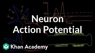 Neuron action potential description  Nervous system physiology  NCLEXRN  Khan Academy [upl. by Eicnahc73]