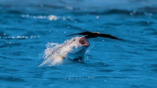 Bird vs Fish  Blue Planet II [upl. by Corydon]