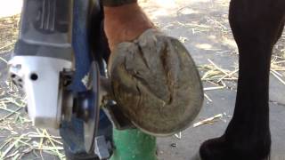 Hoof trimming a Barefoot Horse Using a Grinder  Part 1  Training the Eye Rick Gore Horsemanship [upl. by Clayborne]