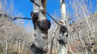 Lamoille Canyon Nevada P 3 [upl. by Obellia]