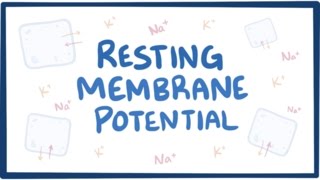 Resting membrane potential  definition examples [upl. by Lerrad]