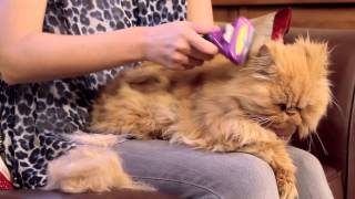 FURminator for Cats Video [upl. by Rebmetpes]