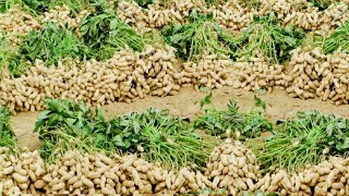 Peanut Agriculture Process Peanut Harvesting peanut cultivation processing How to farming peanut [upl. by Riek]