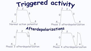 Triggered activity Afterdepolarizations [upl. by Corvese42]