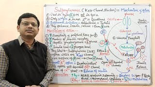 Diabetes Mellitus Part10 Mechanism of Action of Sulfonylurease  Antidiabetic Drugs  Diabetes [upl. by Stiegler]