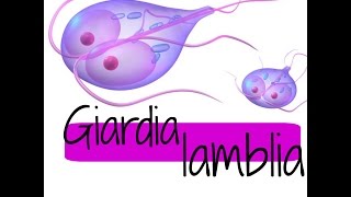 Giardia lamblia QUISTE Y TROFOZOITO ❤ [upl. by Esiuole]