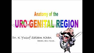 Anatomy of UroGenital Region  Dr Yusuf [upl. by Noland176]