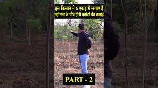 करोड़ो की कमाई महोगनी की खेती से  Mahogany Tree Farming In India  PART 2 [upl. by Lemal597]