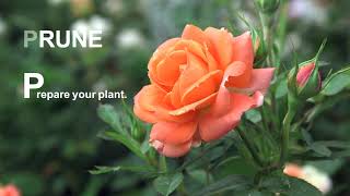 Pruning And Training Your Climbing Rose [upl. by Erotavlas]