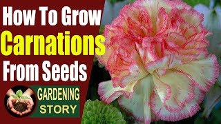 How To Grow Carnations From Seeds [upl. by Tound]