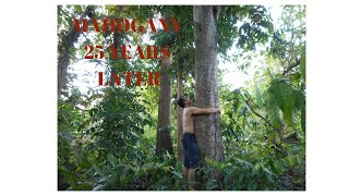 HOW TO GROW MAHOGANY TREE [upl. by Aeneg]