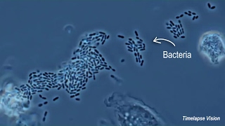 Immune Cells Eating Bacteria Phagocytosis [upl. by Notwen]