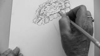 How to Draw a Simple and Easy Carnation Flower [upl. by Ab]