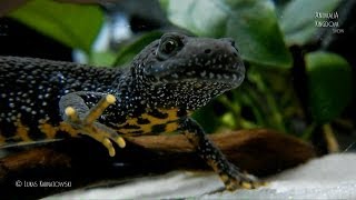 Great Crested Newt Triturus cristatus  Guest from the wild  Animalia Kingdom Show [upl. by Hagai]