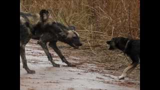 Wild dogs vs domestic dog [upl. by Griffiths]