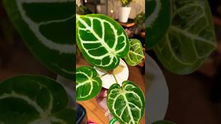 New level houseplantcollection indoorplants houseplants [upl. by Ardnajela]