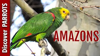 Amazon Parrots Wild in Germany  Discover PARROTS [upl. by Aryas]