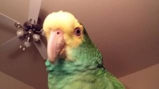 The many sounds of Lily an amazon parrot [upl. by Lemrahc]