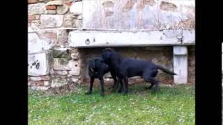 Labrador Retriever Fanworts Bill Robin und Roume vom Kastell Stegraifepach Muffin [upl. by Aikimat]