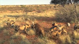 Wild dogs vs Warthog Not for sensitive viewers [upl. by Lebatsirc665]