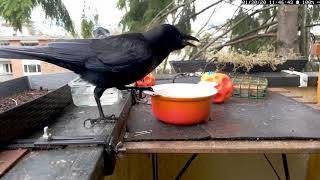 Interesting Crow Vocalizations crow sounds [upl. by Moreta]