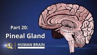 Pineal Gland  The Gateway to Expanded Consciousness  The Human Brain Series  Part 20 [upl. by Ujawernalo473]