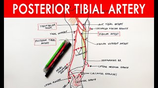 Posterior tibial artery  Origin Course Branches  Anatomy Tutorial [upl. by Akitahs]