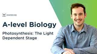 Photosynthesis The Light Dependent Stage  Alevel Biology  OCR AQA Edexcel [upl. by Rufena978]