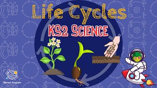 Life Cycles  KS2 Science  STEM and Beyond [upl. by Enehpets]