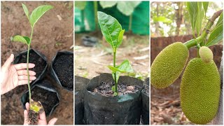 How to grow jackfruit from seed [upl. by Attenaej]