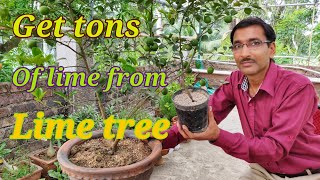 How to get Tons of 🍋limes from your lime 🌲 Tree [upl. by Hwu762]