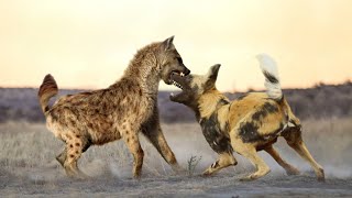 African Wild Dog VS Spotted Hyena [upl. by Celesta]