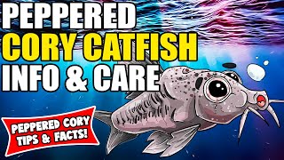 Peppered Cory Catfish  Peppered Cory Catfish Care And Info  Corydoras Catfish Care Guide [upl. by Ativoj]