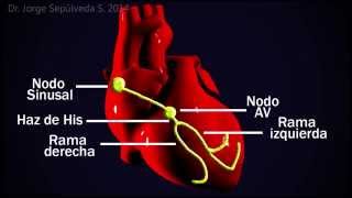 Electrocardiografía Básica Parte 34 [upl. by Laine205]